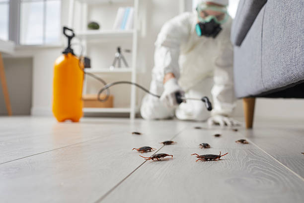 Commercial Rodent Management in Rowland Heights